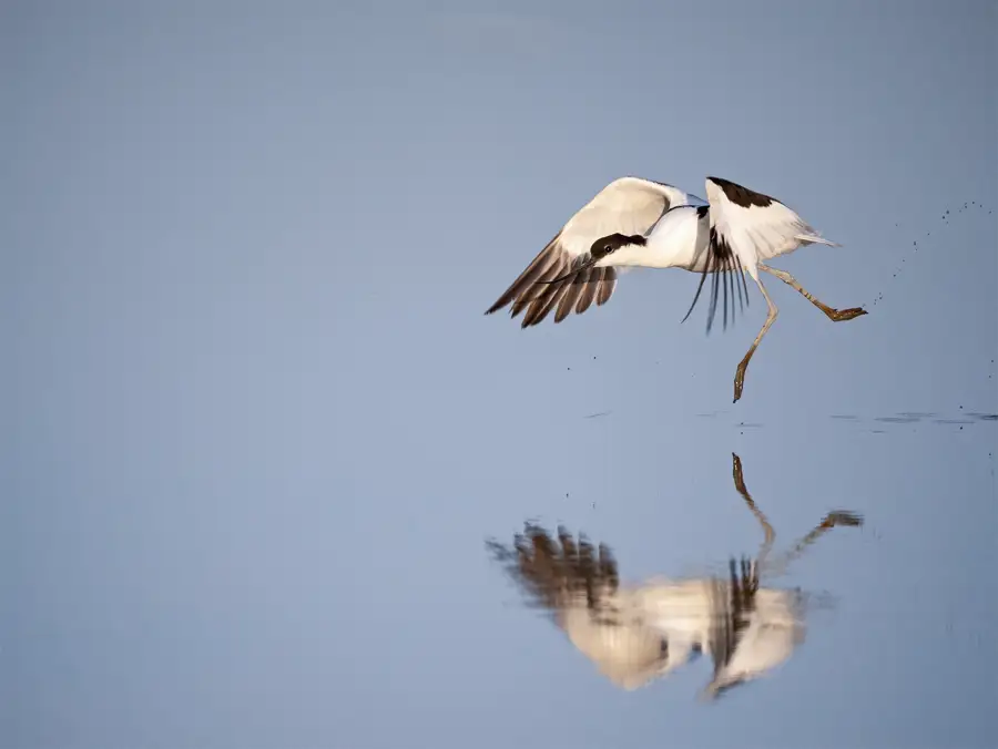 Avocet