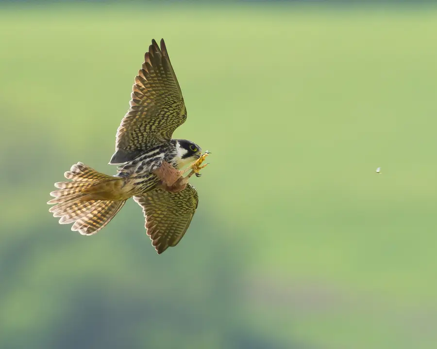 Hobby