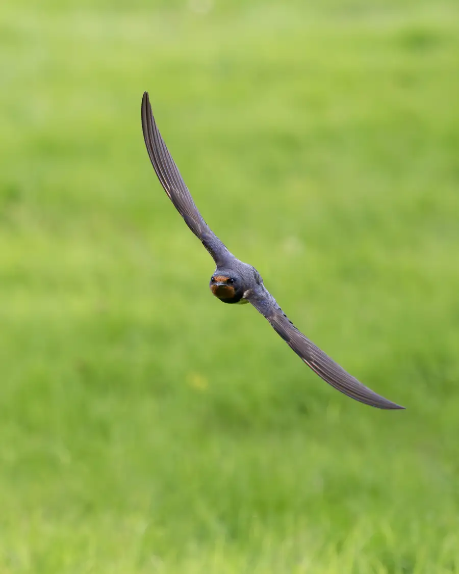 Barn Swallow by Nick Wilcox-Brown